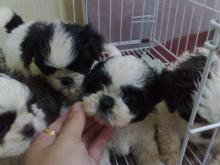 Puppies for sale shih tzu - Sweden, Kalmar