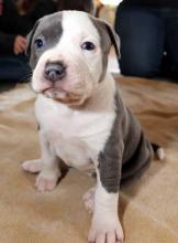 Puppies for sale american pit-bull terrier - Sweden, Kalmar
