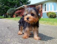 Puppies for sale yorkshire terrier - Finland, Lapperanta
