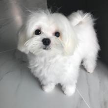 Puppies for sale maltese - Sweden, Norcheping
