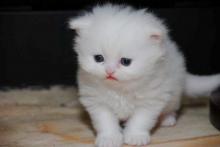 Puppies for sale other breed, teacup persian kittens  - Ireland, Dublin. Price 120 $