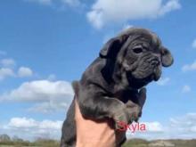 Puppies for sale french bulldog - Ireland, Dublin