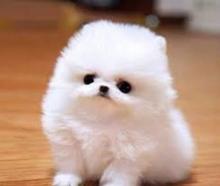 Puppies for sale pomeranian spitz - Ireland, Dublin. Price 10 €