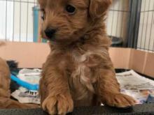 Puppies for sale , maltipoo - Ireland, Dublin
