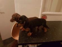 Puppies for sale dachshund - Lithuania, Ionava. Price 10 €