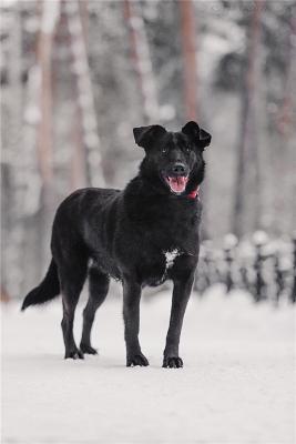 Отдам щенка в добрые руки Метис, Чудесная собака Берта в добрые руки. - Россия, Москва
