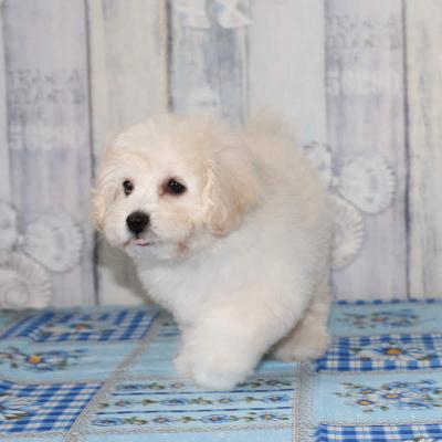Продам щенка Бишон - Россия, Нижнекамск. Цена 650 долларов