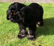 Puppies for sale cocker spaniel - Kazakhstan, Shymkent
