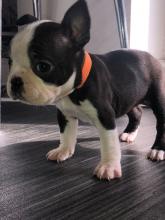 Puppies for sale boston terrier - Romania, Bucharest