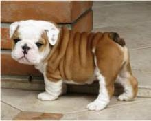 Puppies for sale english bulldog - Ireland, Cork