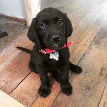 Puppies for sale labrador - Estonia, Narva