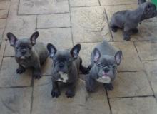 Puppies for sale french bulldog - Spain, Alicante