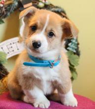Puppies for sale , corgi - Finland, Kuopio