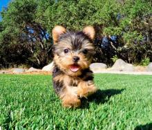 Puppies for sale yorkshire terrier - Russia, Angarsk