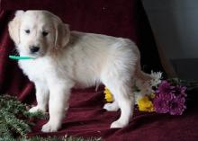 Puppies for sale golden retriever - Armenia, Armenia. Price 350 €