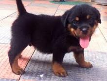 Puppies for sale rottweiler - Lithuania, Gargzdai