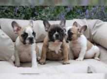 Puppies for sale french bulldog - Poland, Gdansk