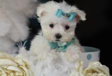 Puppies for sale maltese - Slovakia, Presov