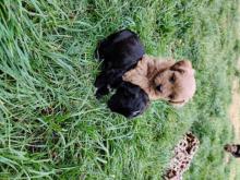 Puppies for sale , maltipoo - Poland, Wroclaw