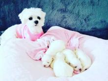 Puppies for sale maltese - Germany, Leverkusen