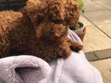 Puppies for sale toy-poodle - Bulgaria,