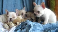 Puppies for sale french bulldog - Hungary, Debrecen