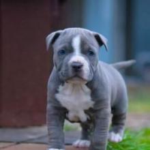 Puppies for sale american pit-bull terrier - Turkmenistan, Dashoguz