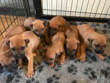 Puppies for sale rhodesian ridgeback - Netherlands, . Price 32 €