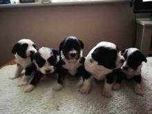 Puppies for sale tibetan terrier - Ireland, Dublin. Price 32 €