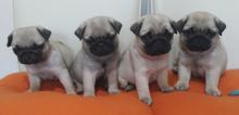 Puppies for sale pug - Ireland, Dublin. Price 21 €