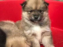 Puppies for sale , pomsky - Ireland, Dublin