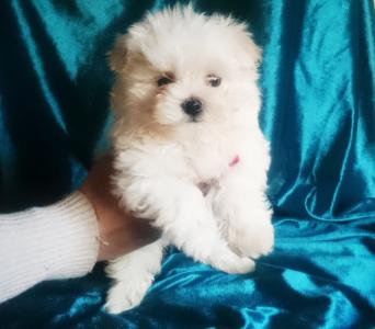Продам щенка Болонка мальтийская - Украина, Одесса. Цена 10000 гривен