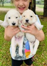Puppies for sale , goldendoodles - Ireland, Dublin