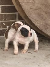 Puppies for sale american bulldog - Bulgaria, Plovdiv