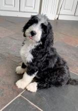 Puppies for sale , bernedoodles - Slovenia, Hvar