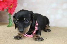 Puppies for sale dachshund - USA, Florida, Jacksonville