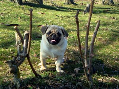 Продам щенка Мопс - Украина, Одесса. Цена 6000 гривен