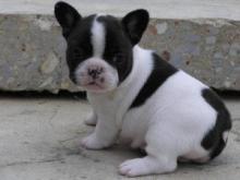 Puppies for sale french bulldog - France, Evreux