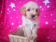 Puppies for sale , cavapoo - Greece, Athens
