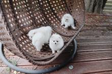 Dogs free pomeranian spitz - Estonia, Pya