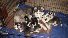 Puppies for sale haski - Canada, British Columbia, Vancouver. Price 300 $