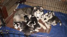 Puppies for sale haski - Canada, Quebec, Quebec City. Price 300 $
