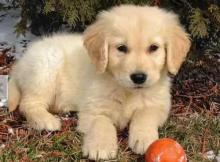 Puppies for sale golden retriever - Czech Republic, Poprad