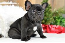 Puppies for sale french bulldog - USA, Virgin Islands