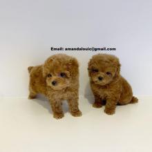 Puppies for sale toy-poodle - Turkmenistan, Dashoguz