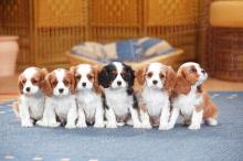 Puppies for sale king charles spaniel - Russia, Lincoln