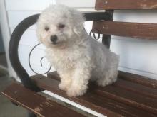 Puppies for sale bichon - USA, California