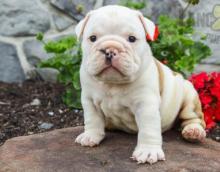 Puppies for sale english bulldog - Kazakhstan, Taldykorgan