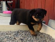 Puppies for sale rottweiler - Georgia, Zugdidi