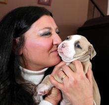 Puppies for sale american pit-bull terrier - Spain, Cadiz